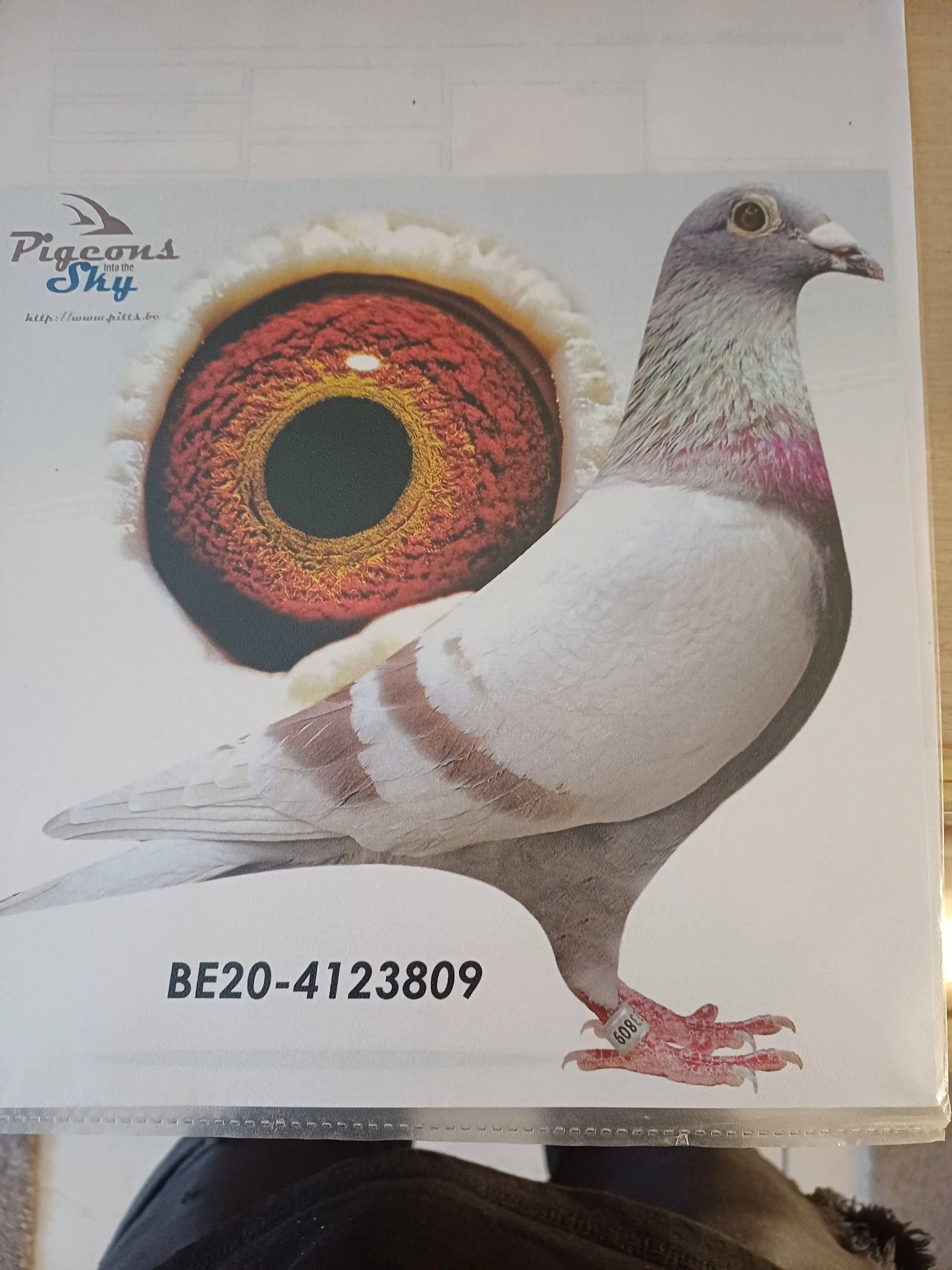 Duivin te koop
