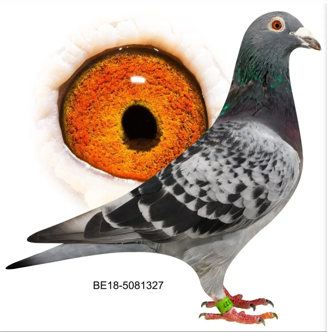 Super pigeon