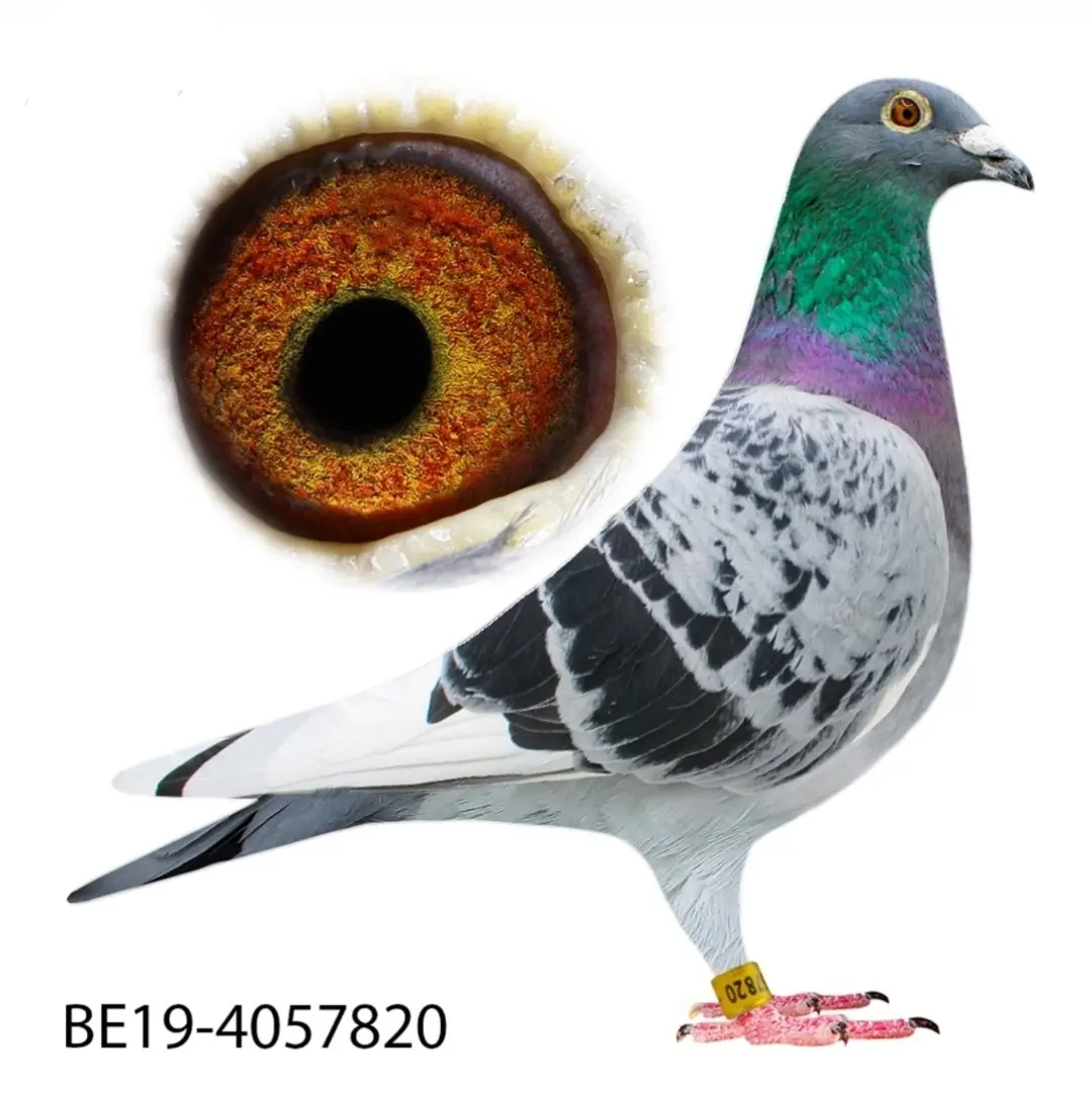 Super pigeon