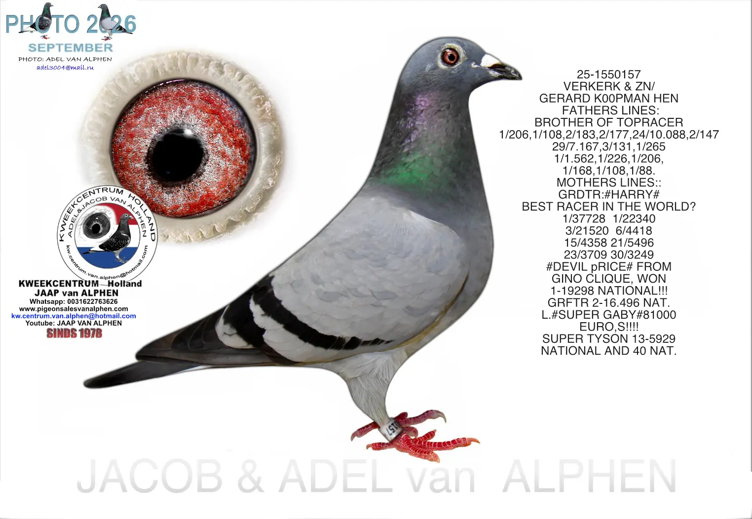2025 Verkerk / Koopman hen
