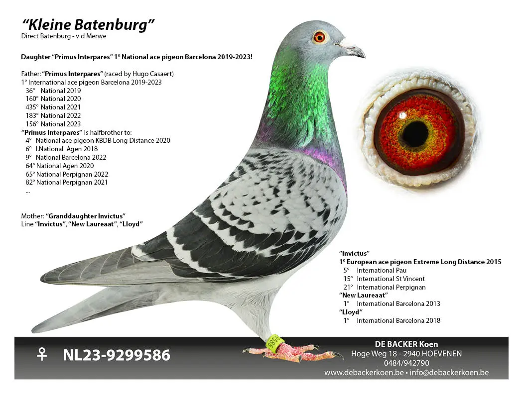 50% Batenburg