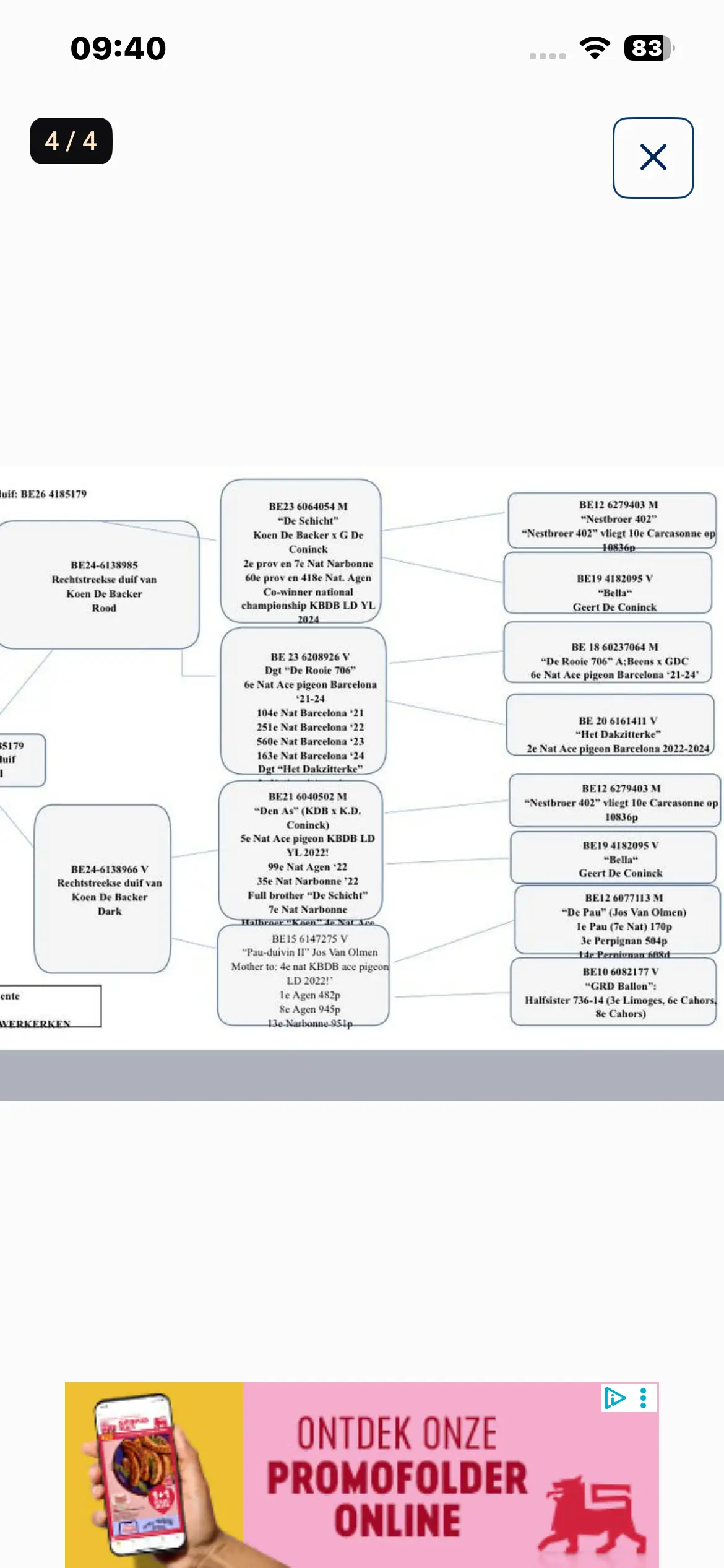 Koppel rode duivenjongen (Zware Fond)