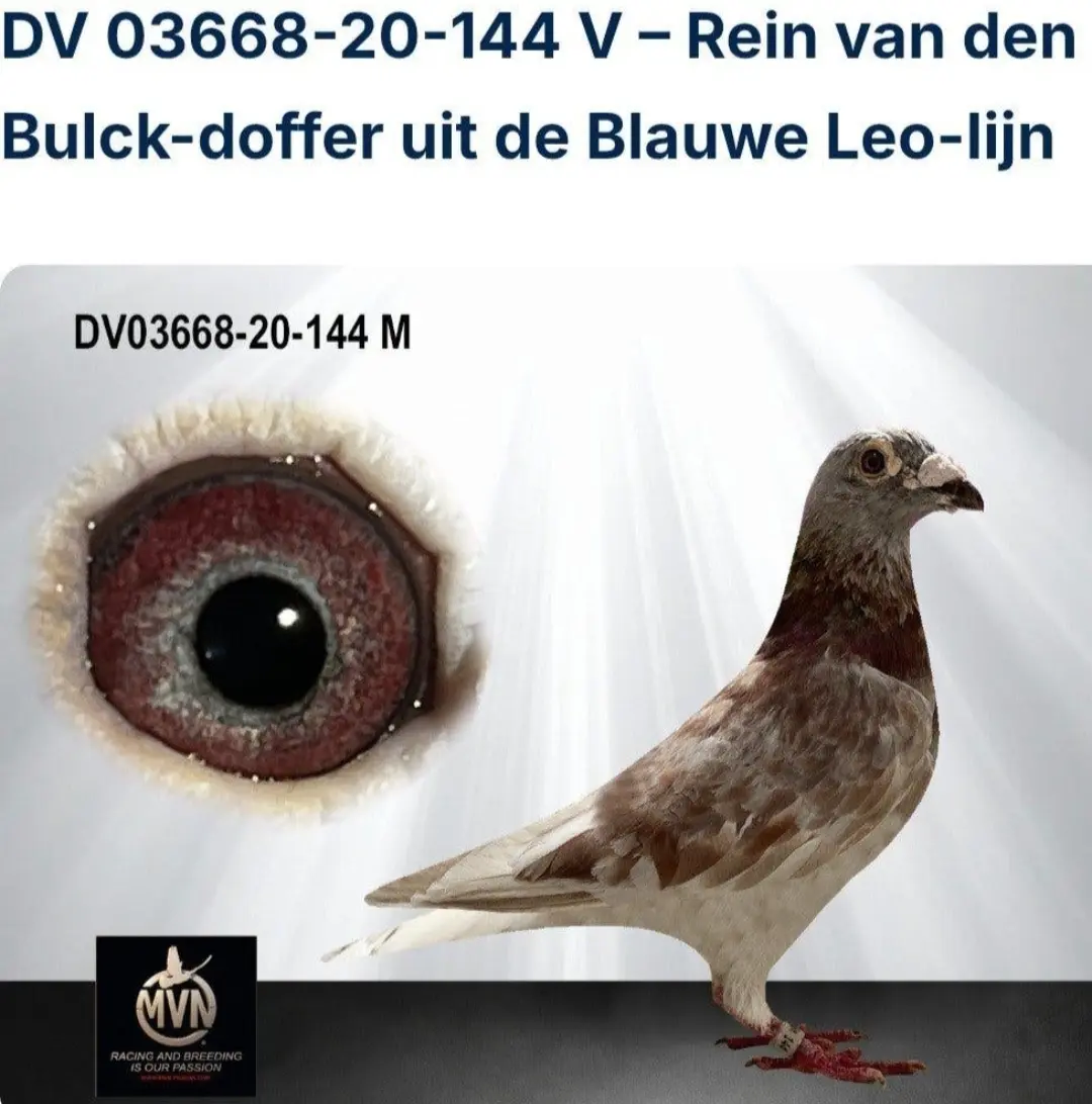 Vd Bulck/ Heremans-Ceusters.