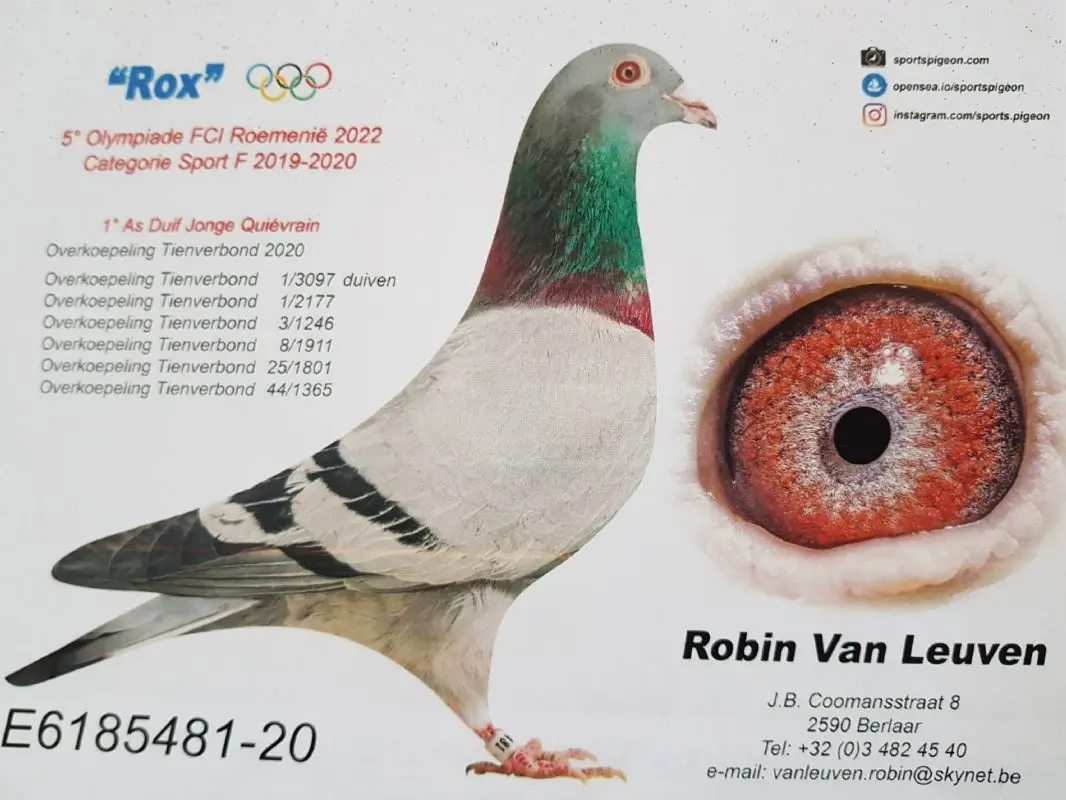 Allerbeste van Robin Van Leuven x V.D Bulck Dirk