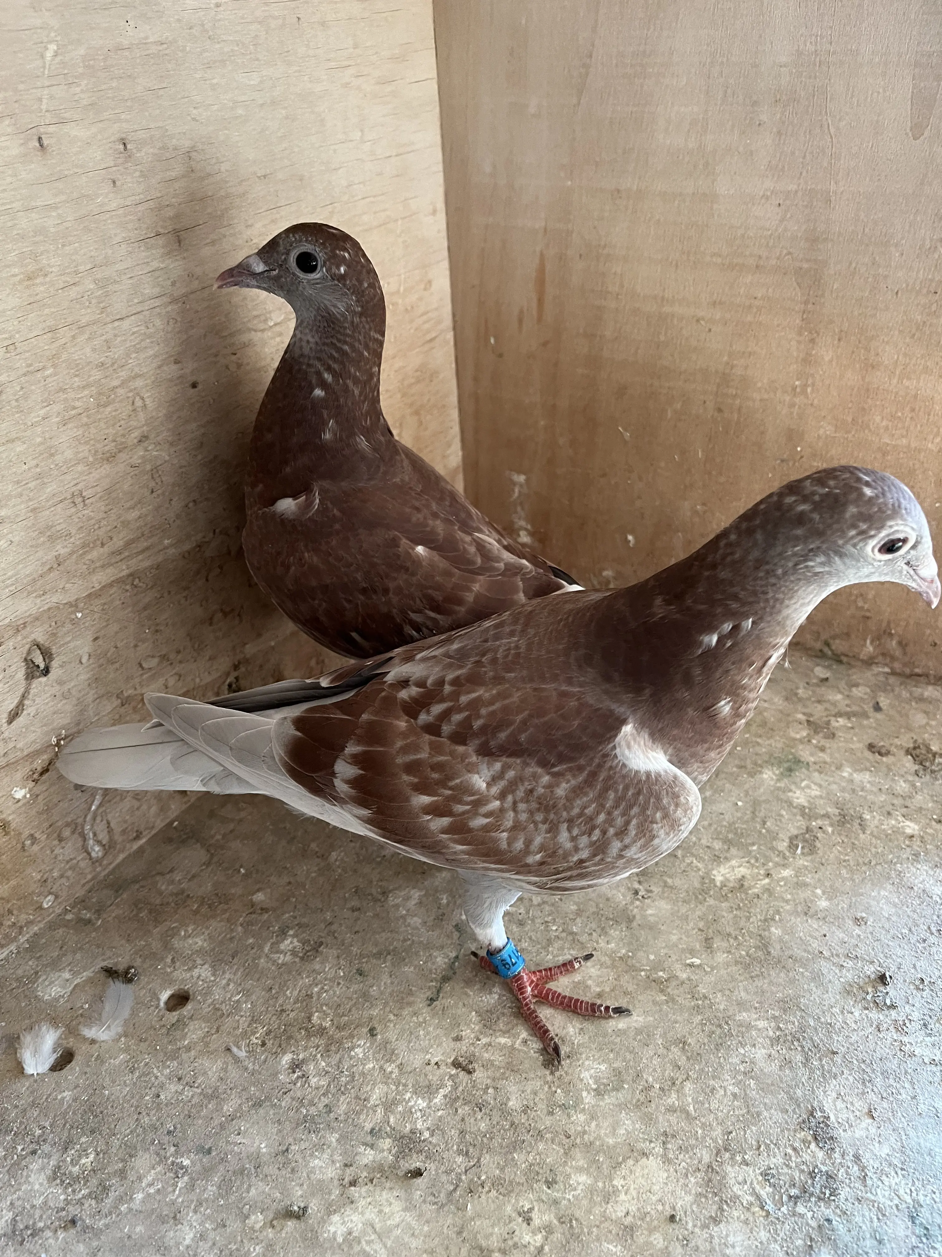 Koppel late jongen ( Zware Fond)