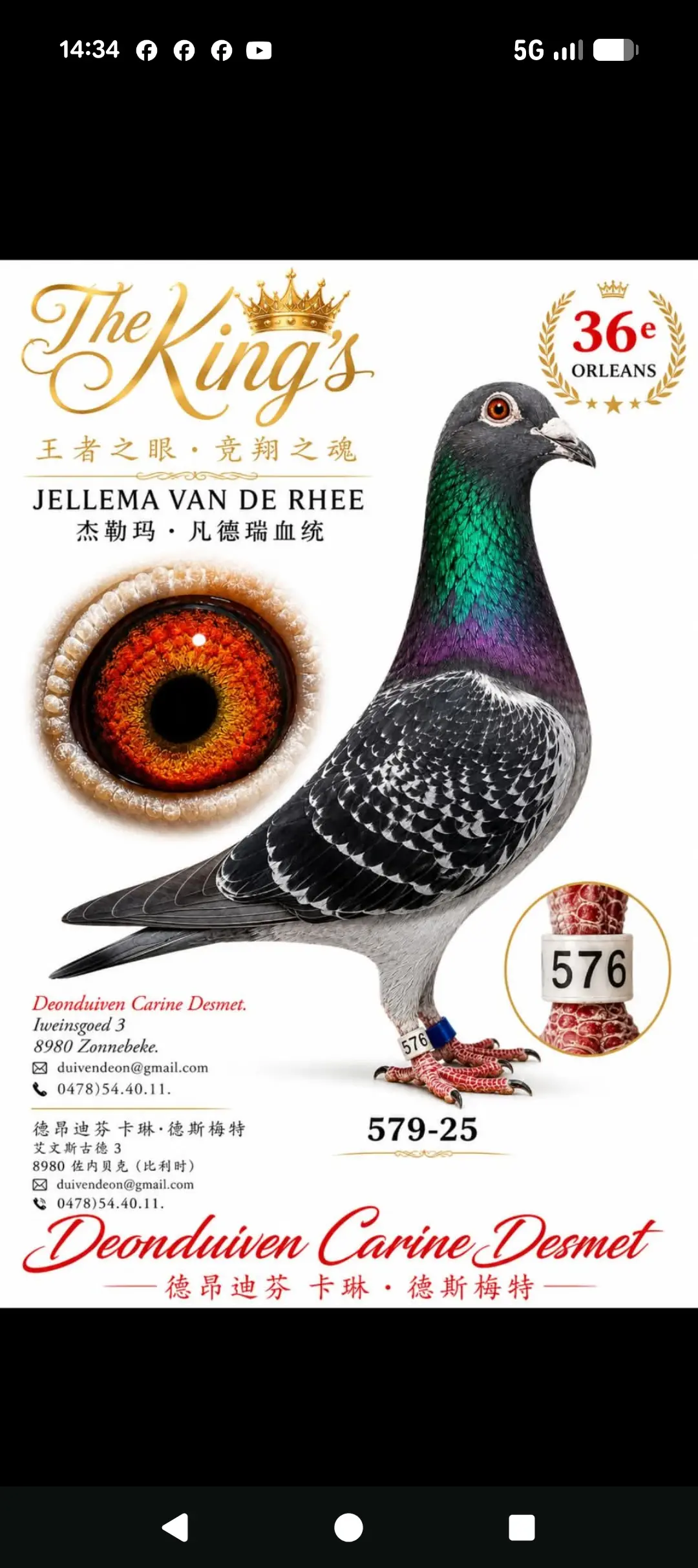  jonge duiven 2027 - Deonduiven