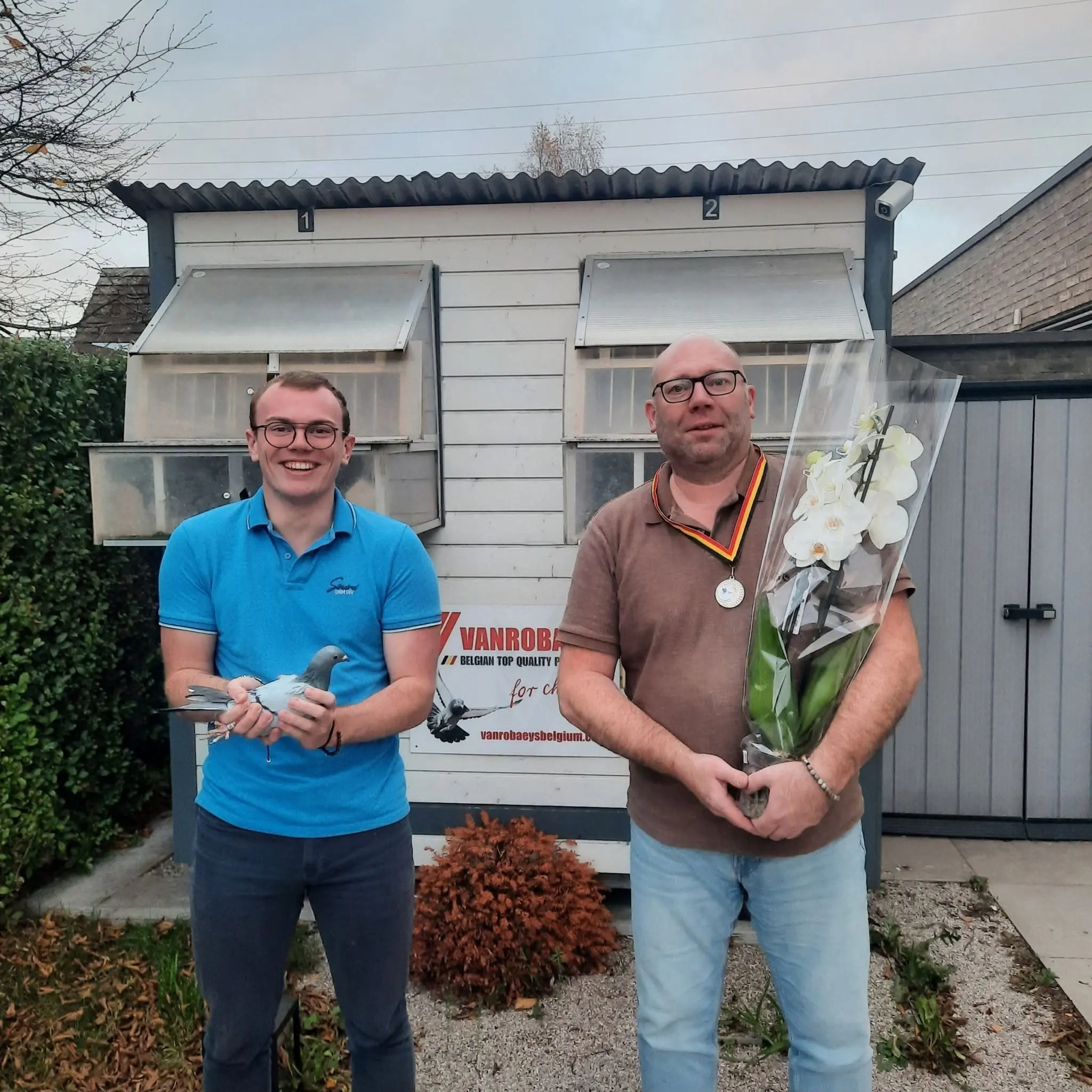 Kweekklare duivin