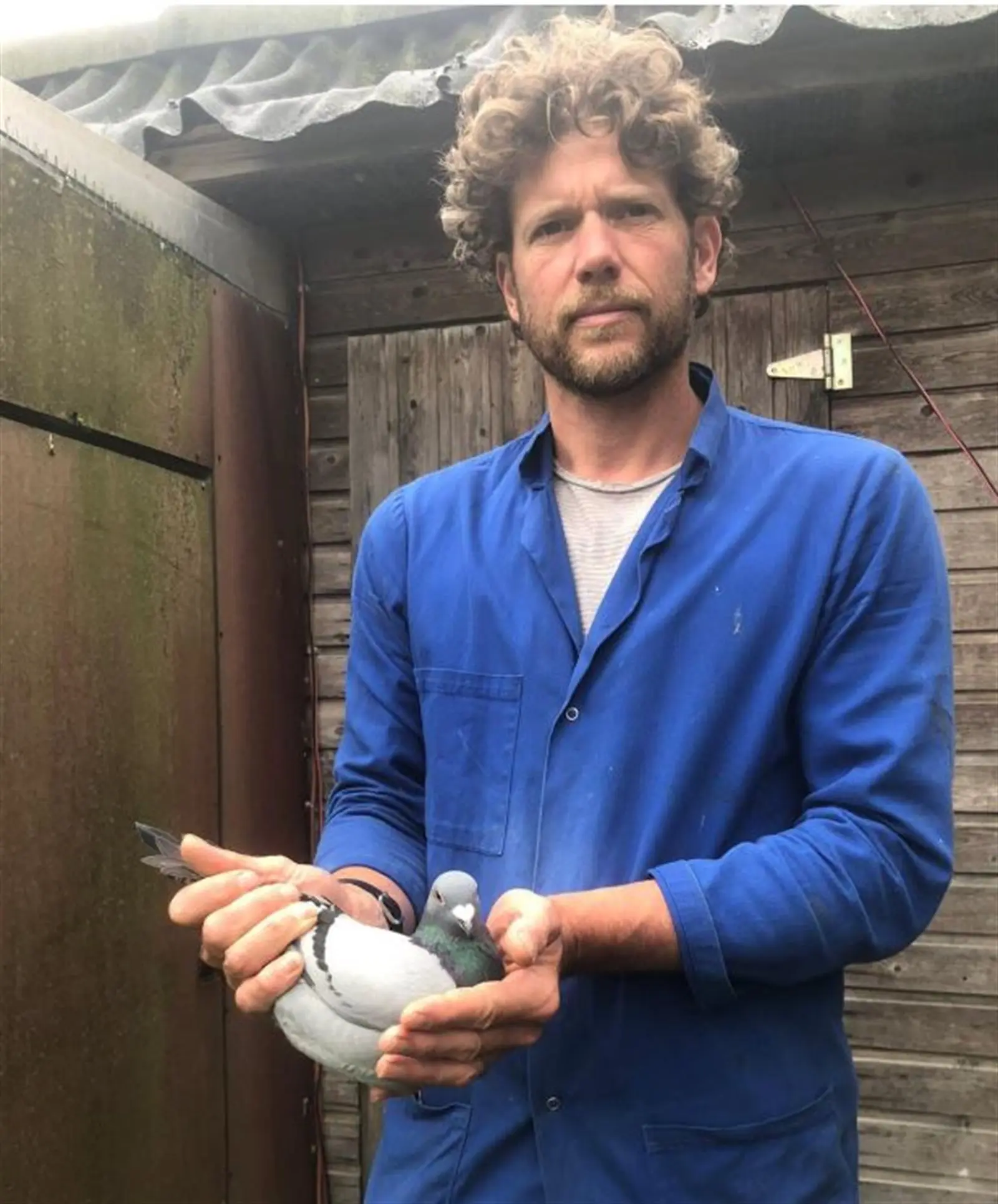 Een Koppel zomerjongen uit de kweekduiven