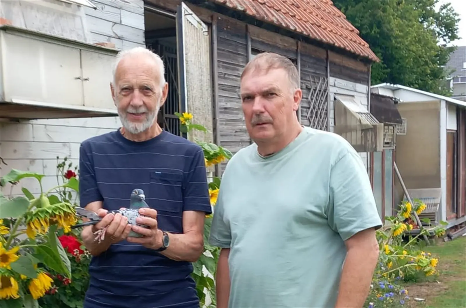 Jonge duif 2e reeks, kiezen uit snelheid of fond