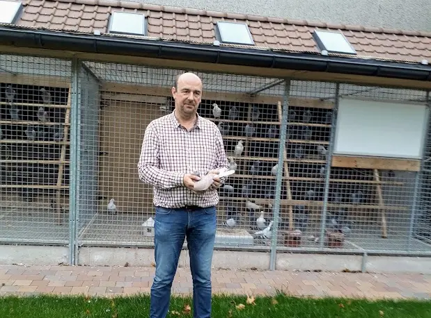 10 jonge duiven 2027 uit de kweekduiven