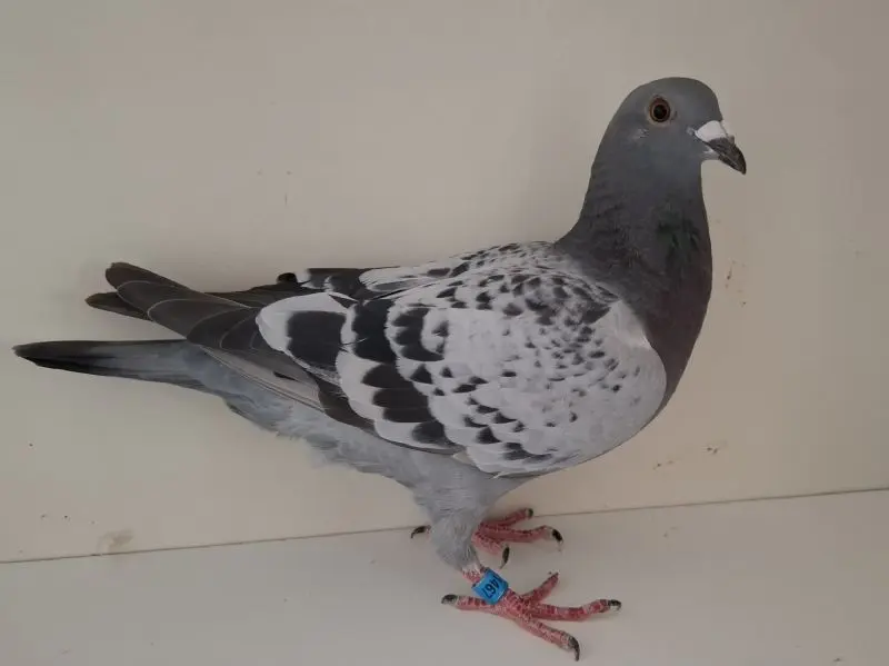 Kleinkind stamkweker 
