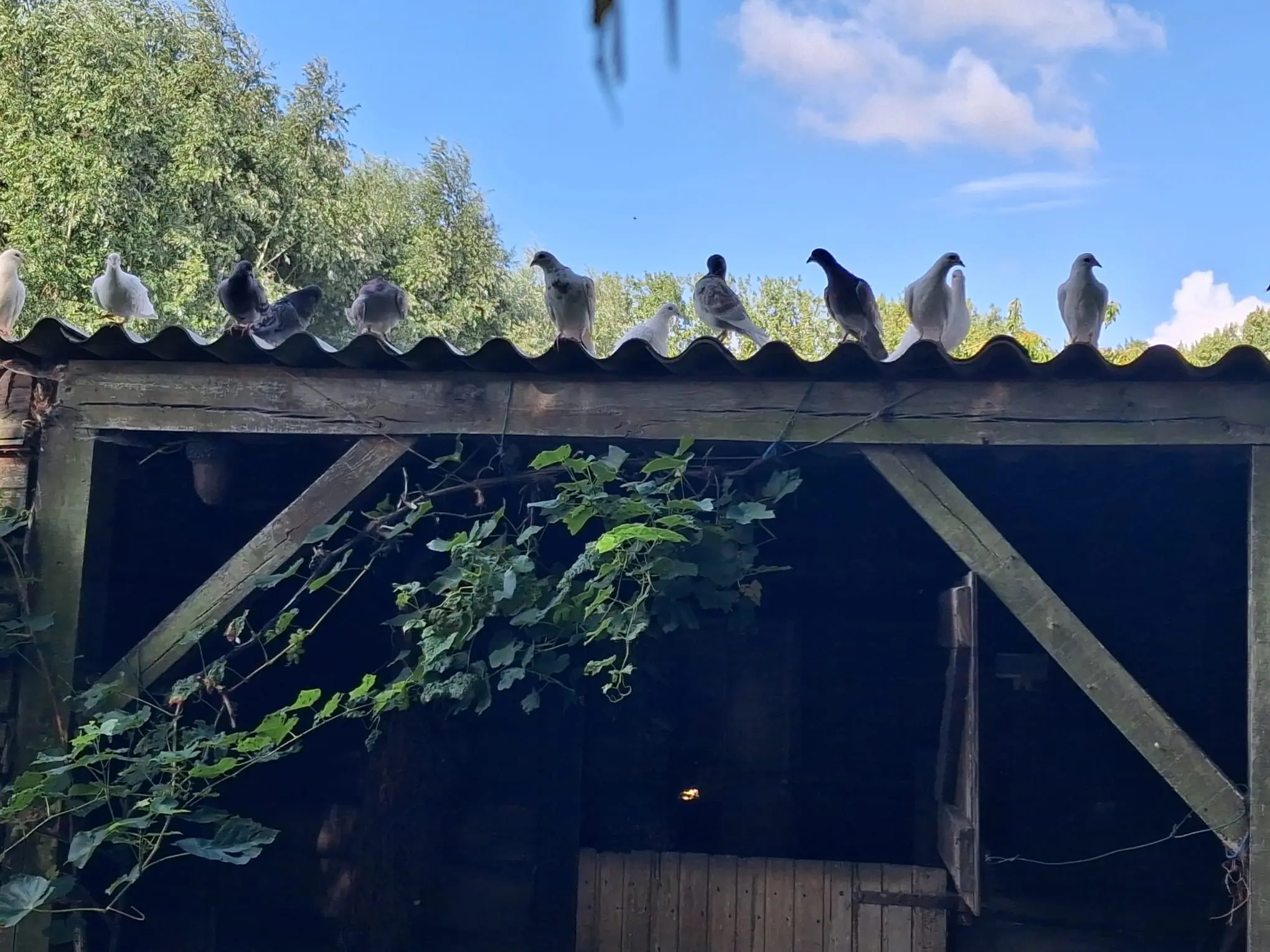Witte ongeringde duiven 