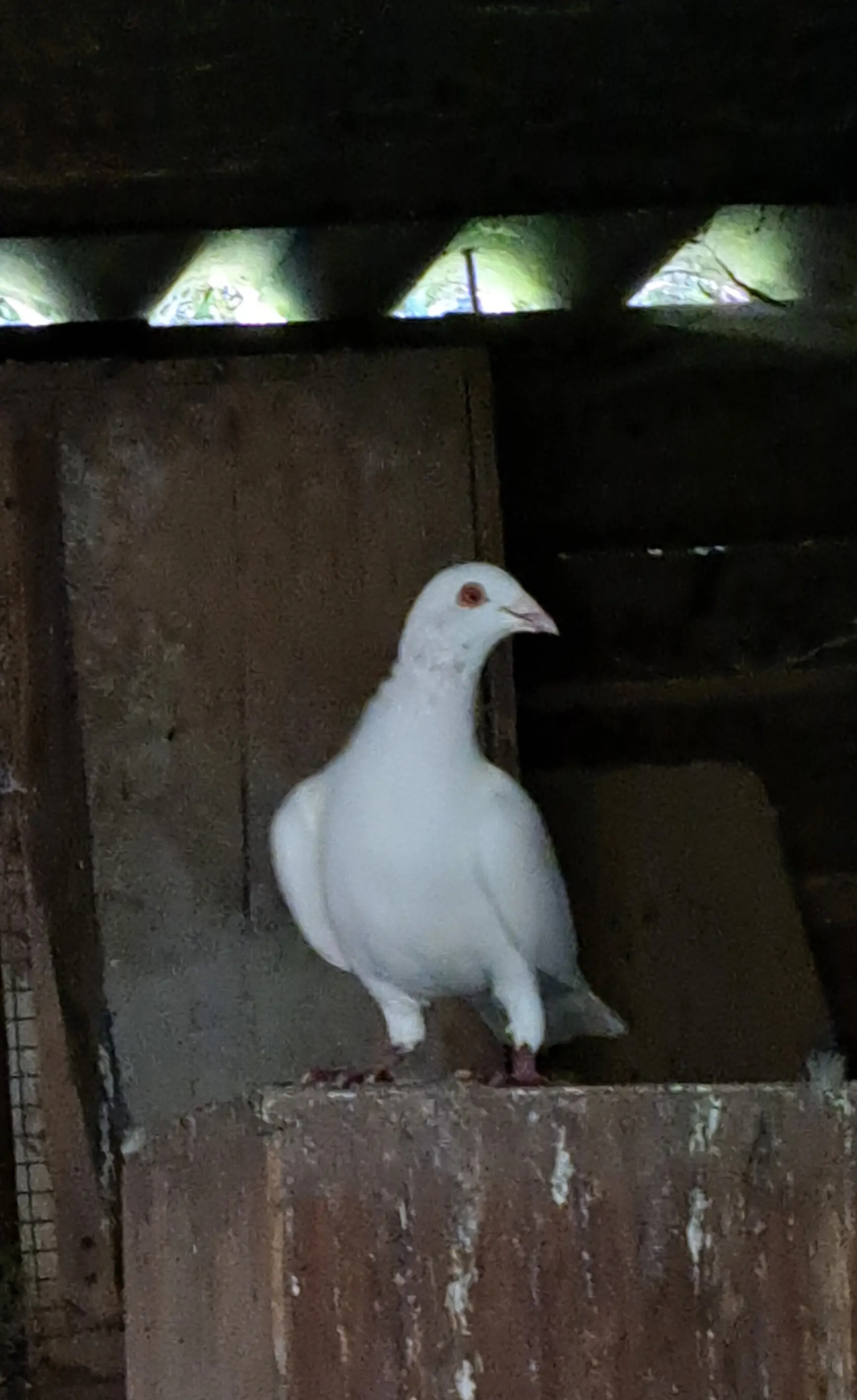 Witte ongeringde duiven 