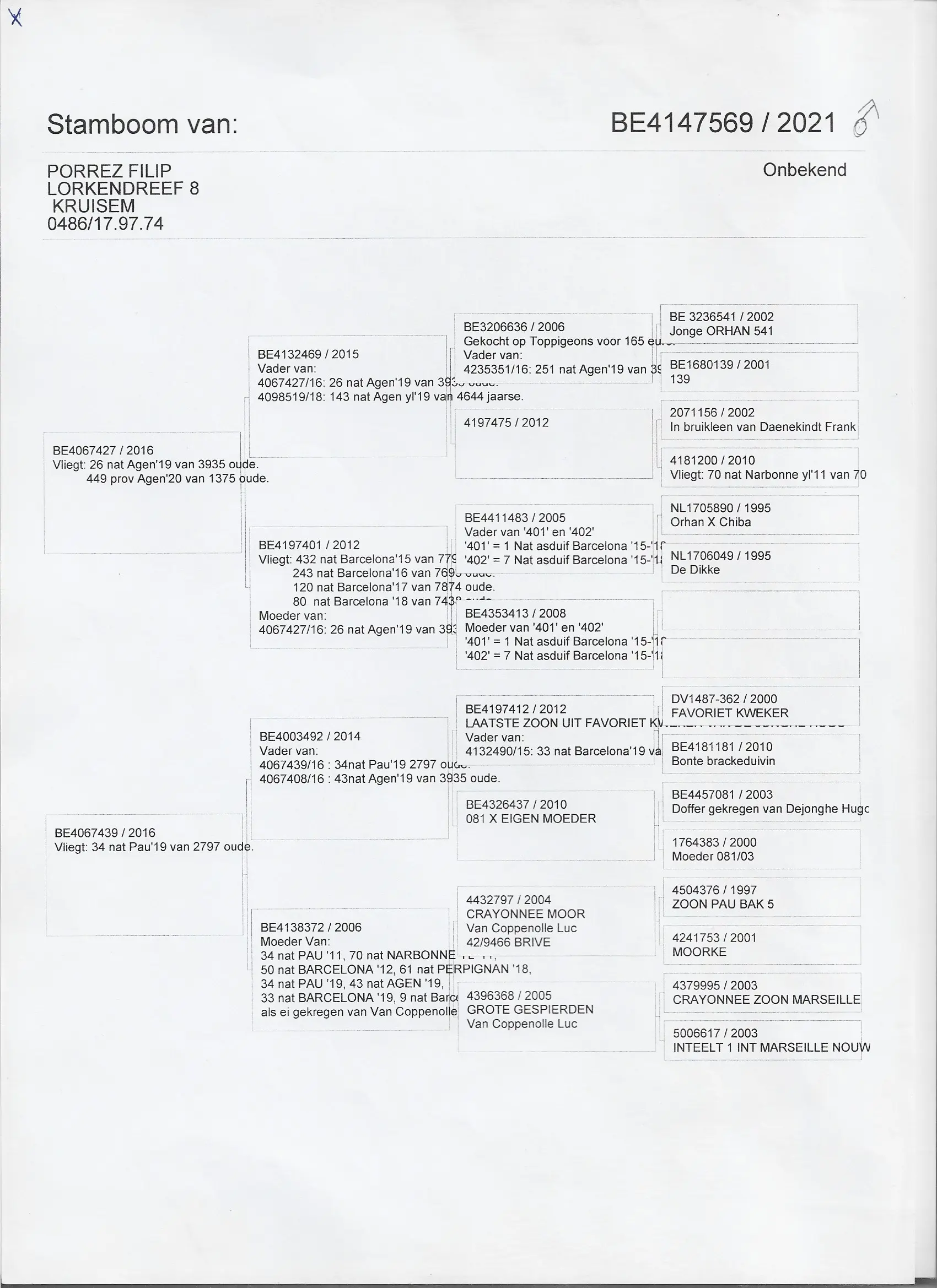 3 Rechtstreekse Filip Porrez duivers 