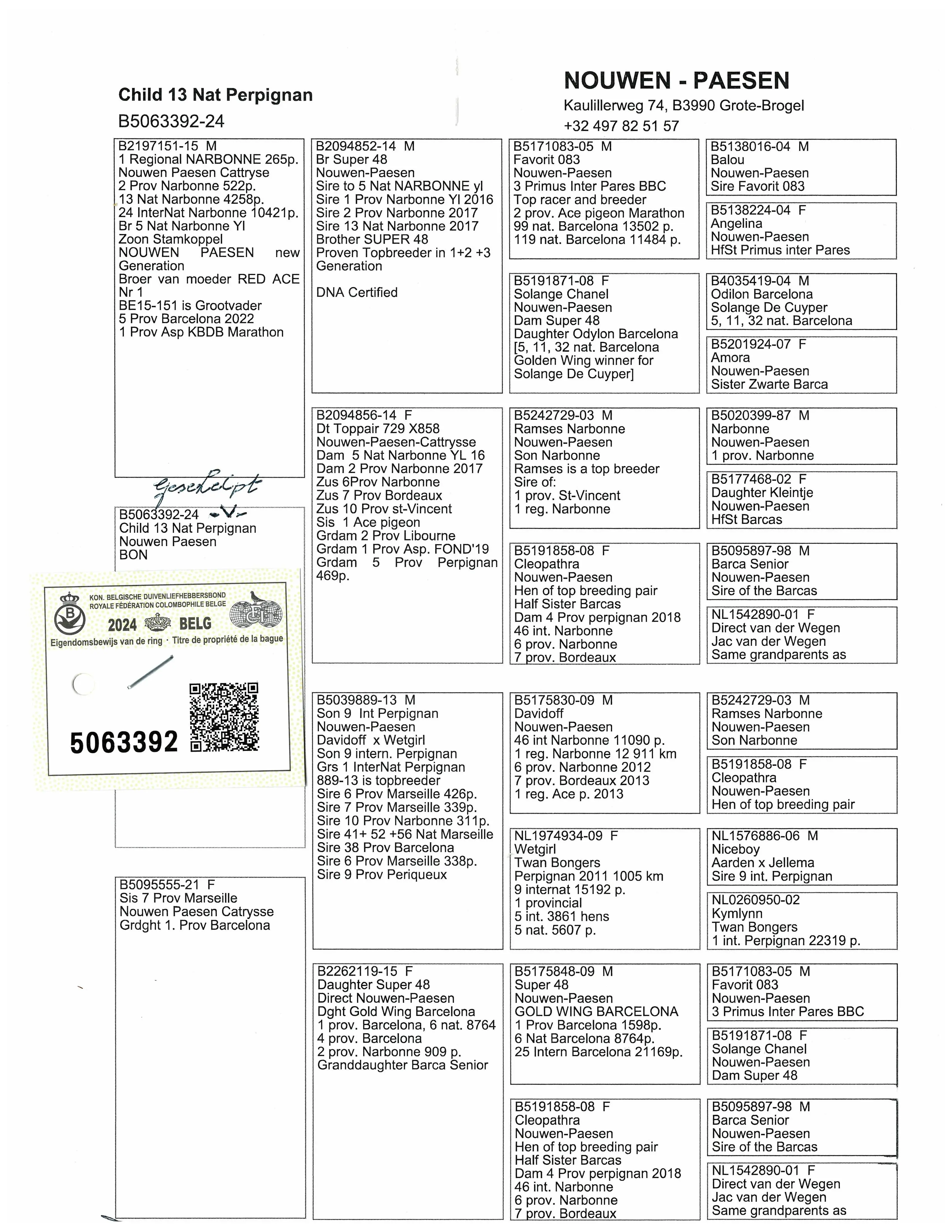 BE 24-5063392 – geschelpte duivin – rechtstreekse fond-duivin Nouwen-Paesen