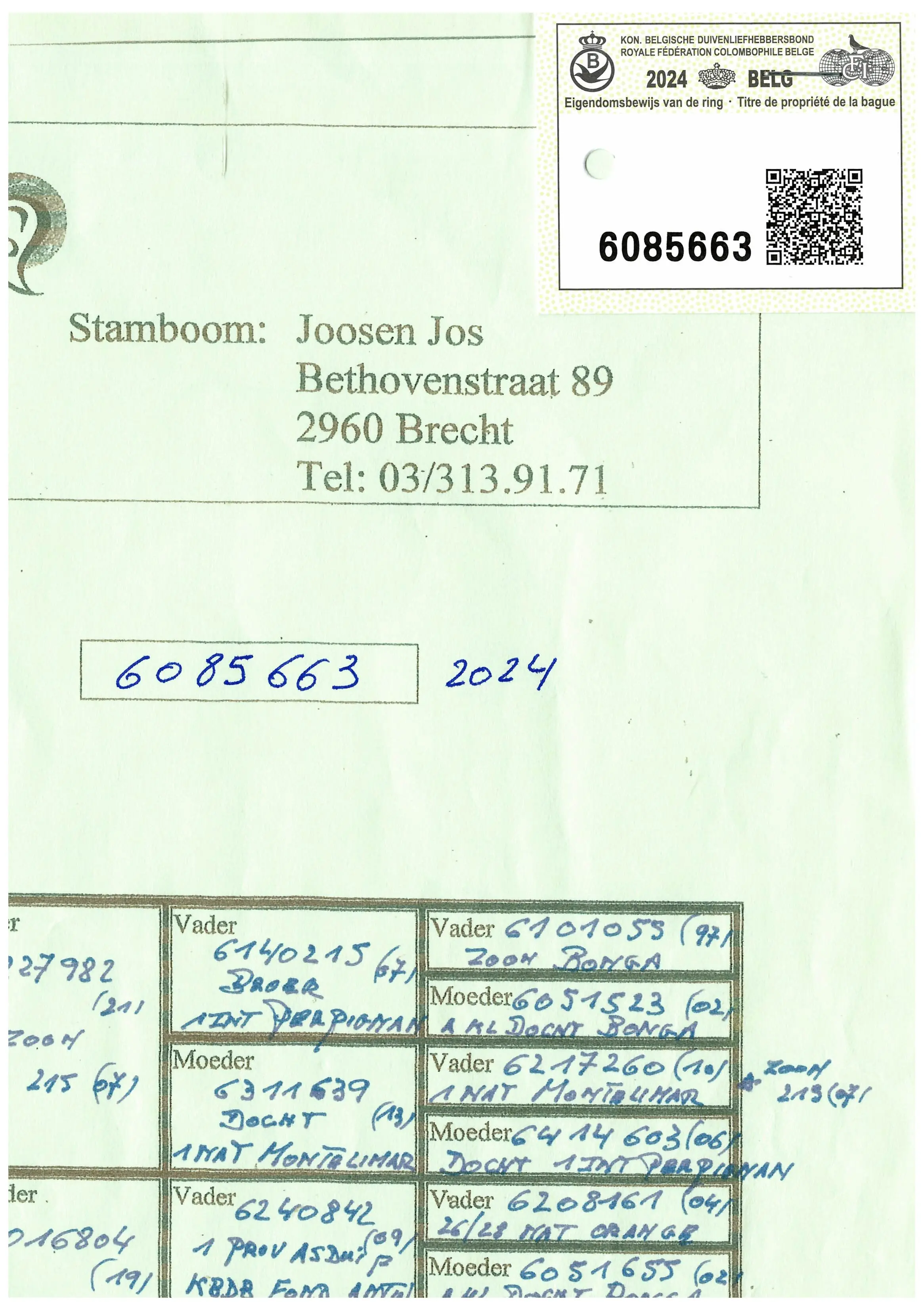 BE 24-6085663 – zwarte duiver – rechtstreekse fond-duiver Joosen Jos