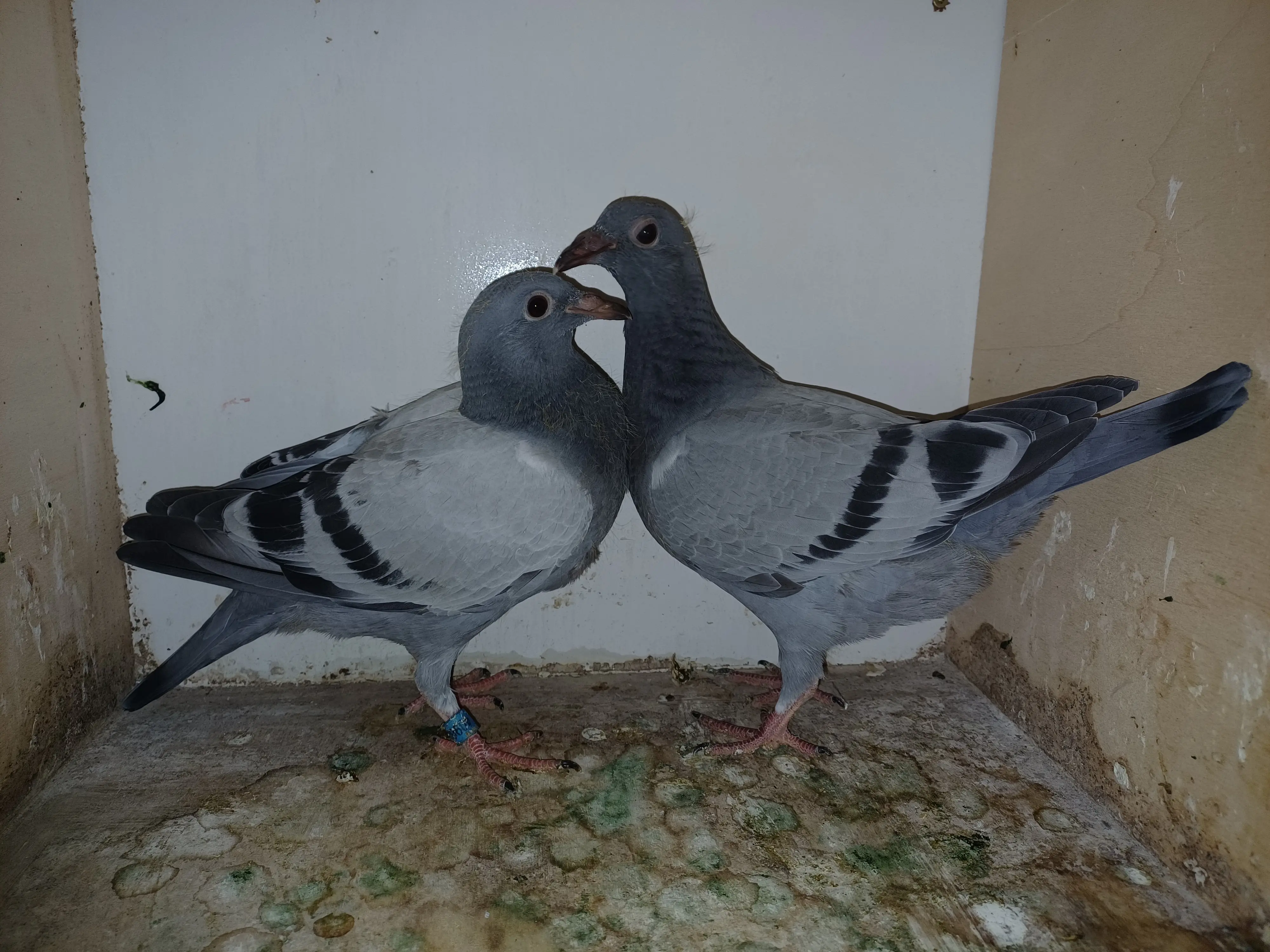 2 late jonge